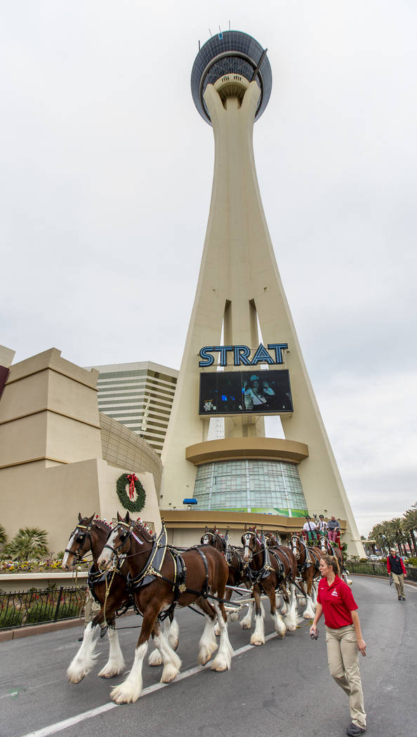 The world-famous Budweiser Clydesdales pulling the Budweiser red beer wagon pull around front w ...