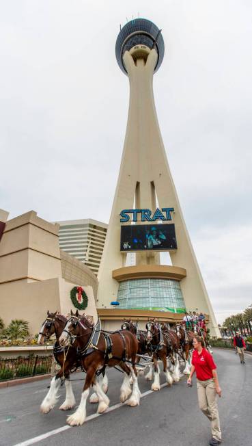 The world-famous Budweiser Clydesdales pulling the Budweiser red beer wagon pull around front w ...