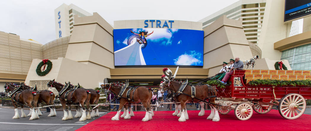 The world-famous Budweiser Clydesdales pulling the Budweiser red beer wagon stop around front w ...