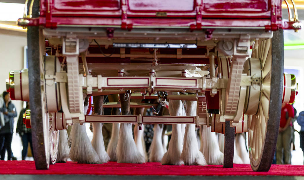 The world-famous Budweiser Clydesdales pulling the Budweiser red beer wagon stop at the porte c ...