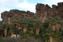There are four main canyons: Palm, Andreas, Murray and Tahquitz, all home to the California fan ...