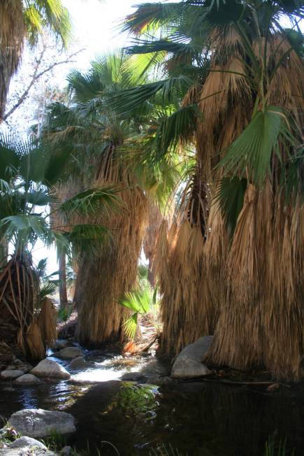 One of the best places to hike near Palm Springs is at the Indian Canyons, managed by the Agua ...