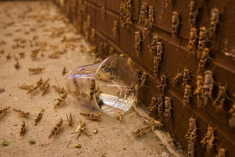 Grasshoppers outside the El Cortez on Sunday, July 28, 2019 in Las Vegas. (Michael Blackshire/L ...