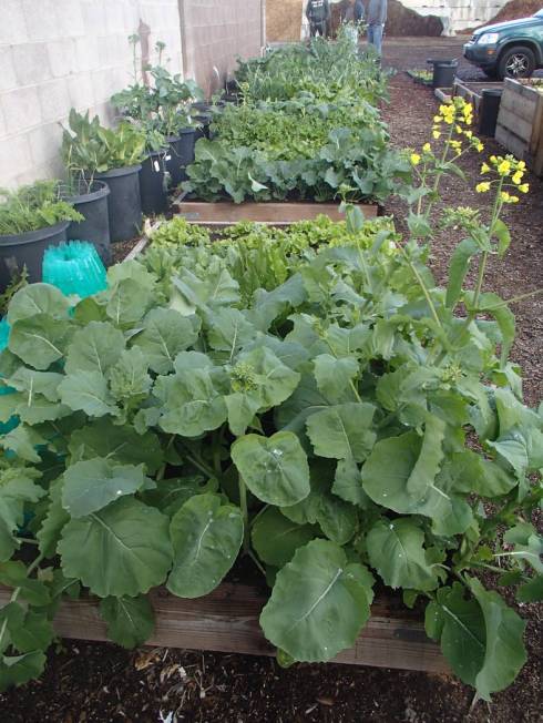 Raised beds for growing vegetables should have fresh compost added every one to two years. (Bob ...