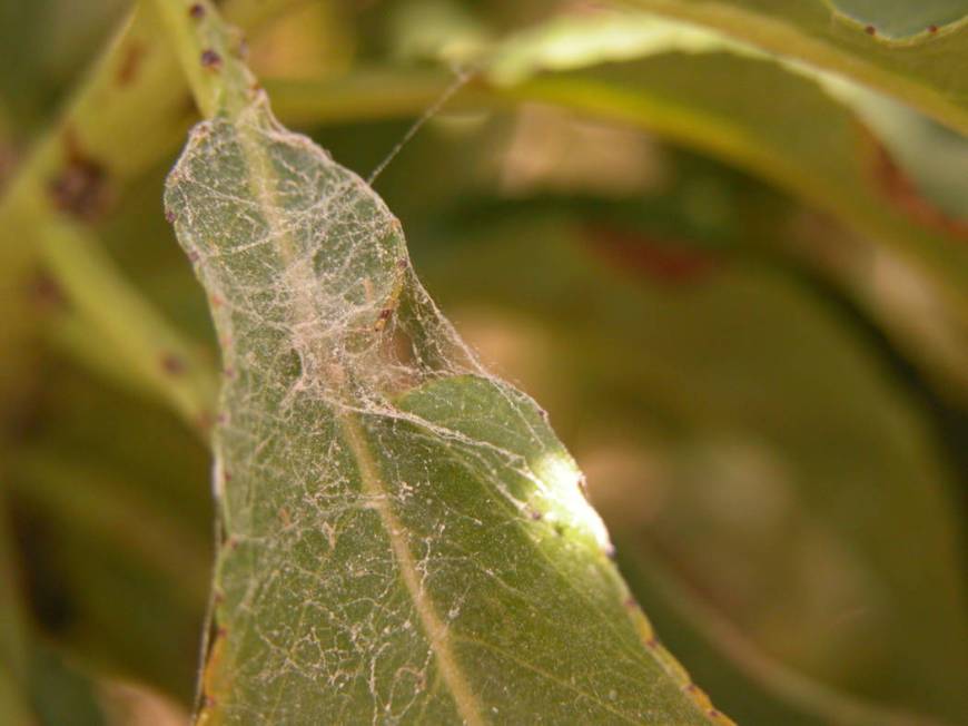 Spider mites will damage plants or even kill plants and spin webbing just like a spider. They f ...