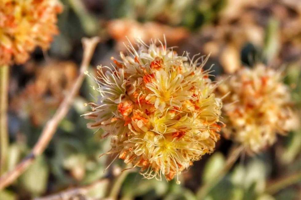 This June 1, 2019 photo shows the rare desert wildflower Tiehm's buckwheat in the Silver Peak R ...