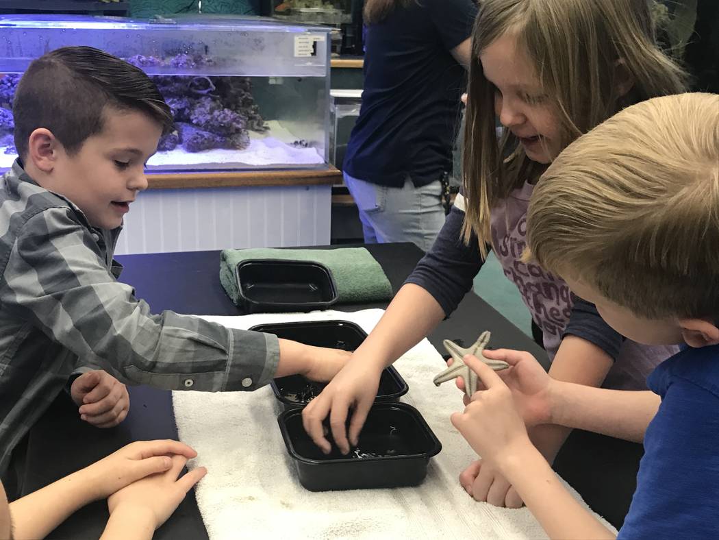 First graders hold a sea star Jan. 16, 2020 at McDoniel Elementary School's marine lab in Hende ...