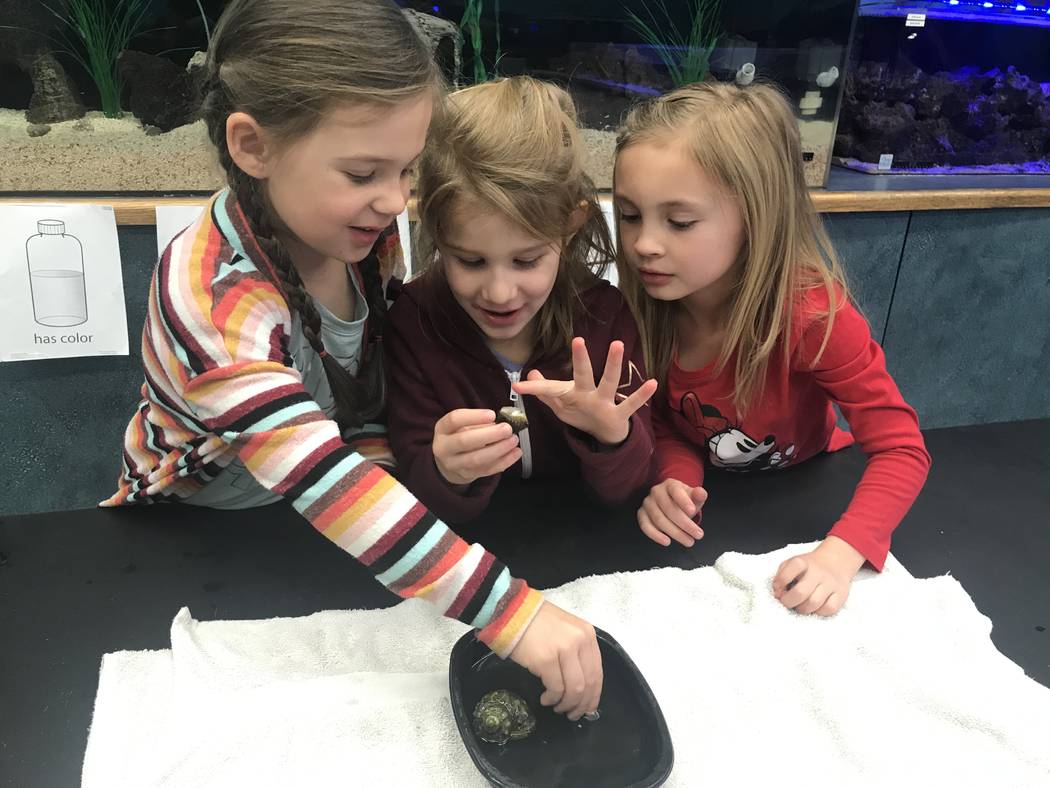 Kindergartners look at a snail Jan. 16, 2020 at McDoniel Elementary School's marine lab in Hend ...