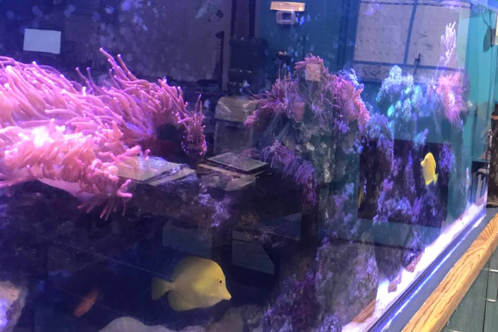 McDoniel Elementary School's marine lab in Henderson is pictured Jan. 16, 2020. (Julie Wootton- ...