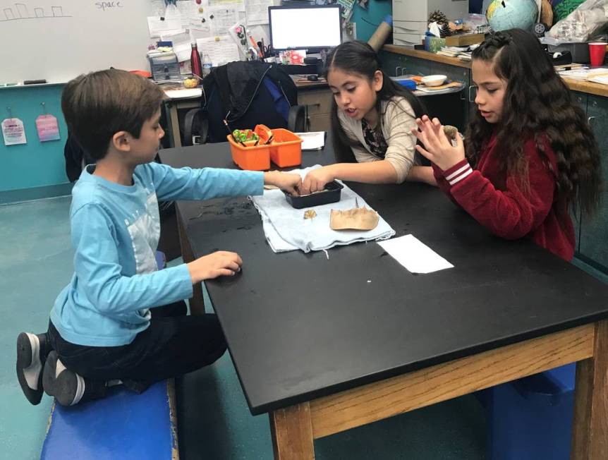 Students work Jan. 16, 2020 in McDoniel Elementary School's marine lab in Henderson. (Julie Wo ...