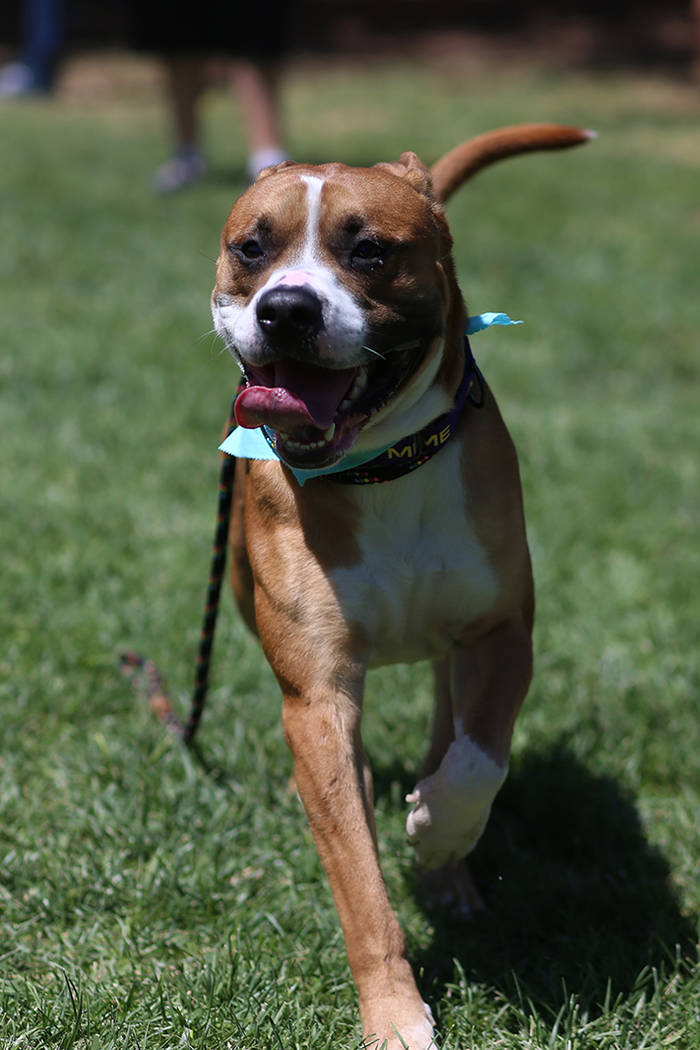 A dog for adoption plays in the grass during the Clear the Shelters event at the City of Hender ...