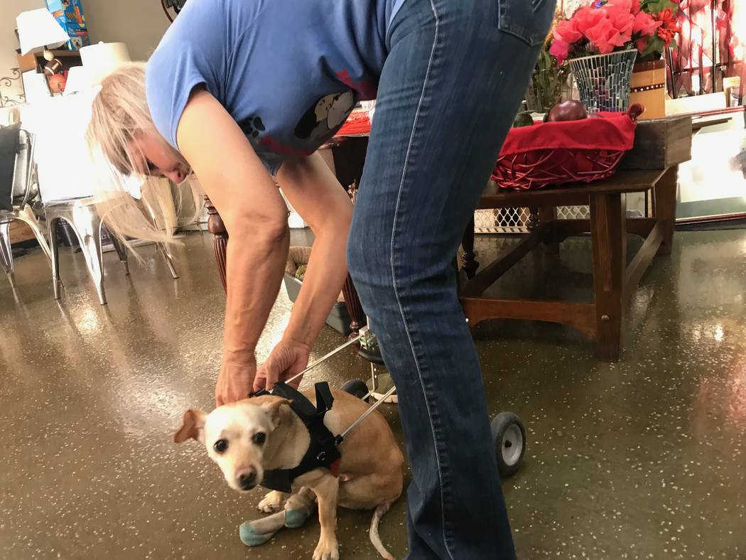 Hearts Alive Village founder Christy Stevens helps Abby the chihuahua into a dog wheelchair. We ...