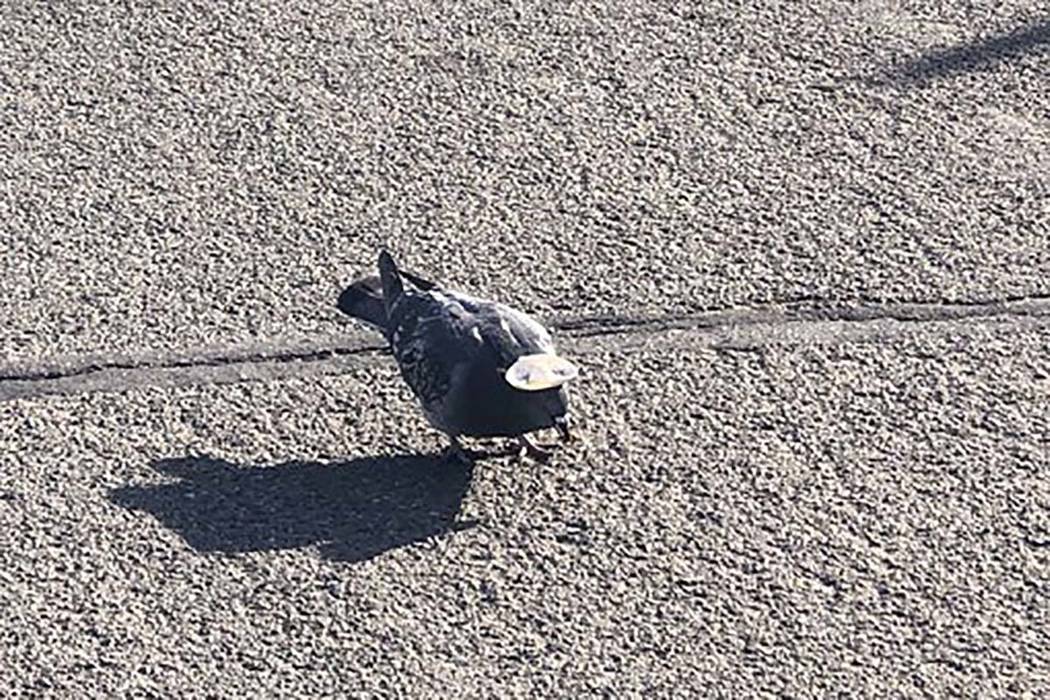 A pigeon with a sombrero in Reno. (Sabra Newby/Twitter)