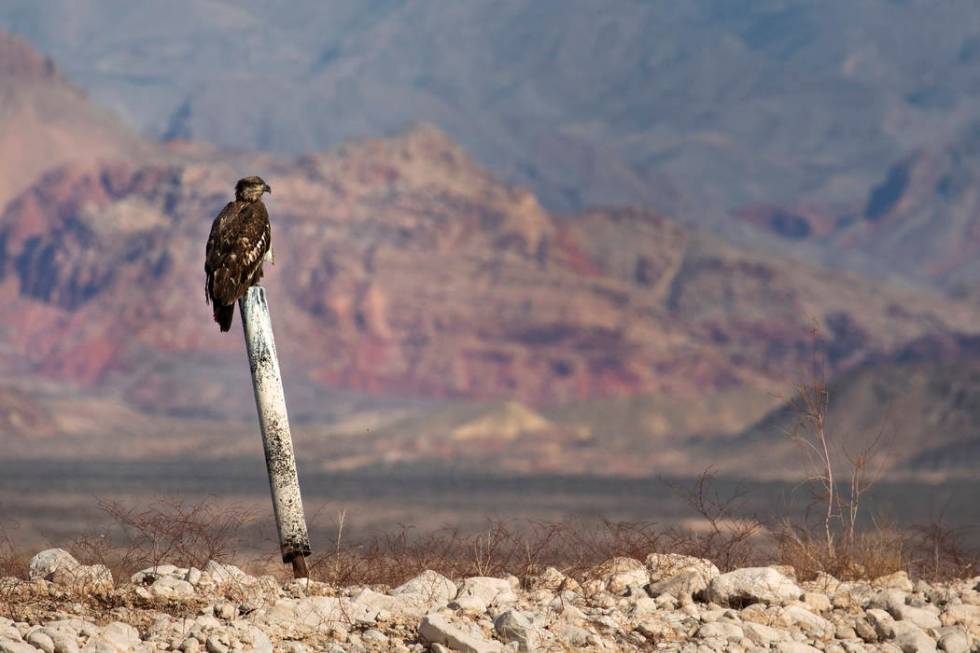 A juvenile bald eagle perches on a former buoy post during the annual eagle survey conducted by ...