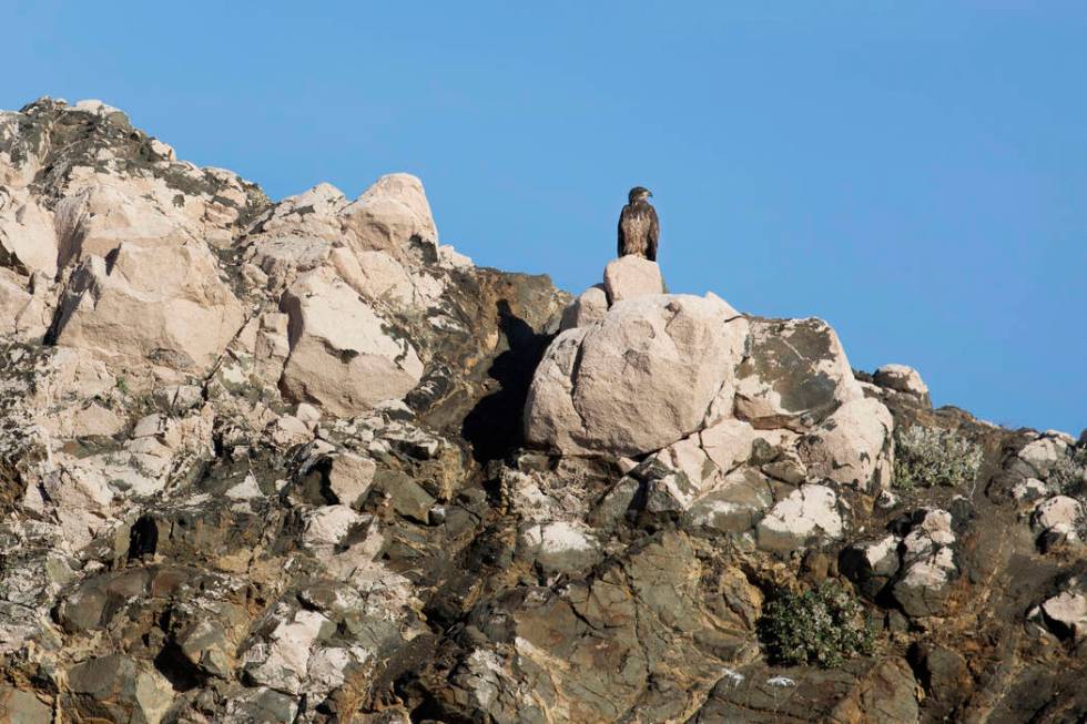 A juvenile bald eagle perches on the shores of Lake Mead during the annual eagle survey conduct ...