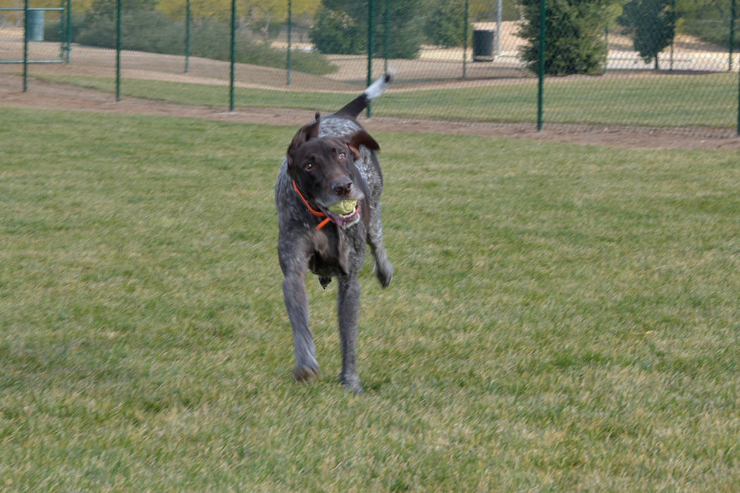 The dedicated park-within-a-park features three separate areas based on dog size and owners’ ...