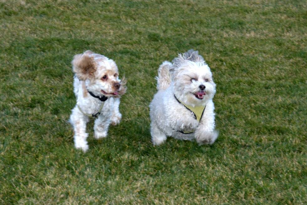 Dogs enjoy their own dedicated park at Mountain’s Edge’s Nathaniel Jones Park. (Mountain’ ...