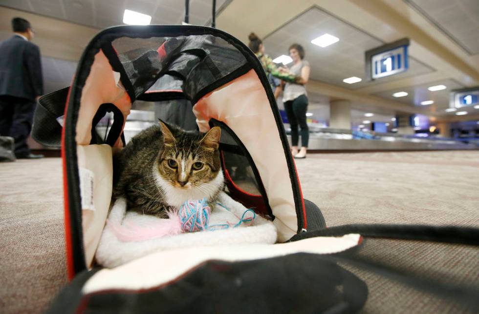 FILE - In this Sept. 20, 2017, file photo Oscar the cat, who is not a service animal, sits in h ...