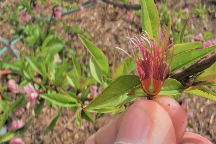 Some peaches flower early in the spring, some later and some citrus have open flowers right now ...