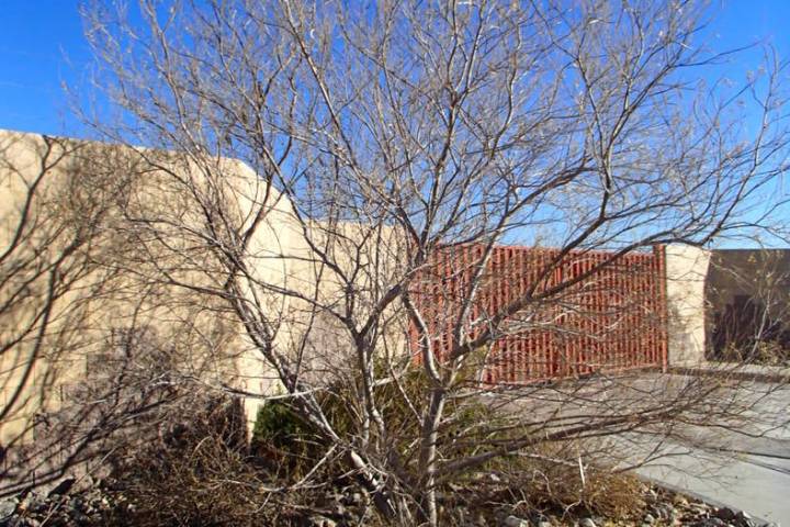 Desert willow can look shaggy during the winter because of the brown seed pods that hang from t ...