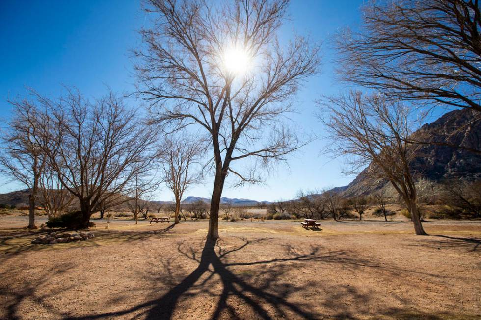Picnic tables by trees at the former Bonnie Springs Ranch outside of Las Vegas on Friday, Feb. ...