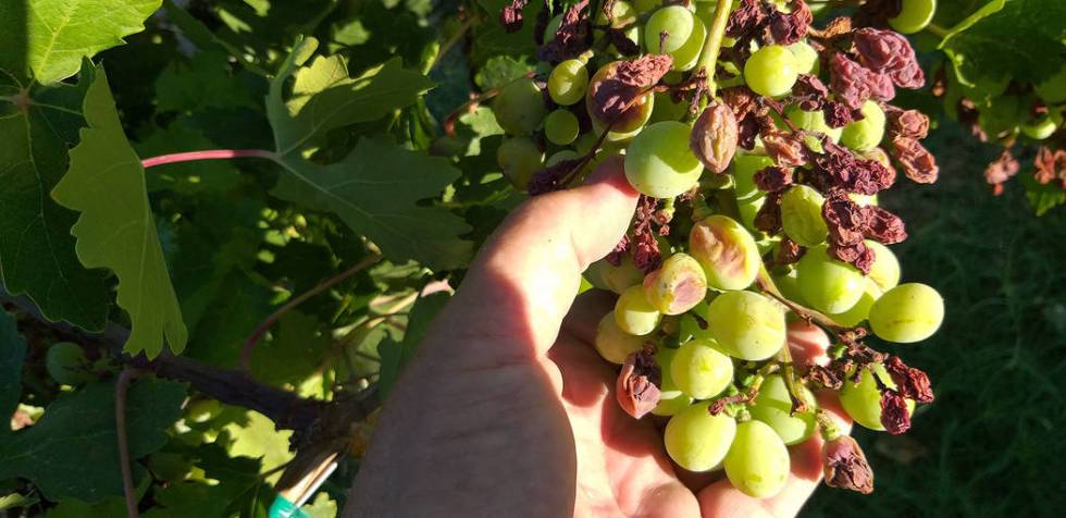 Delaying the final pruning of grapes helps reduce disease problems from developing on the grape ...