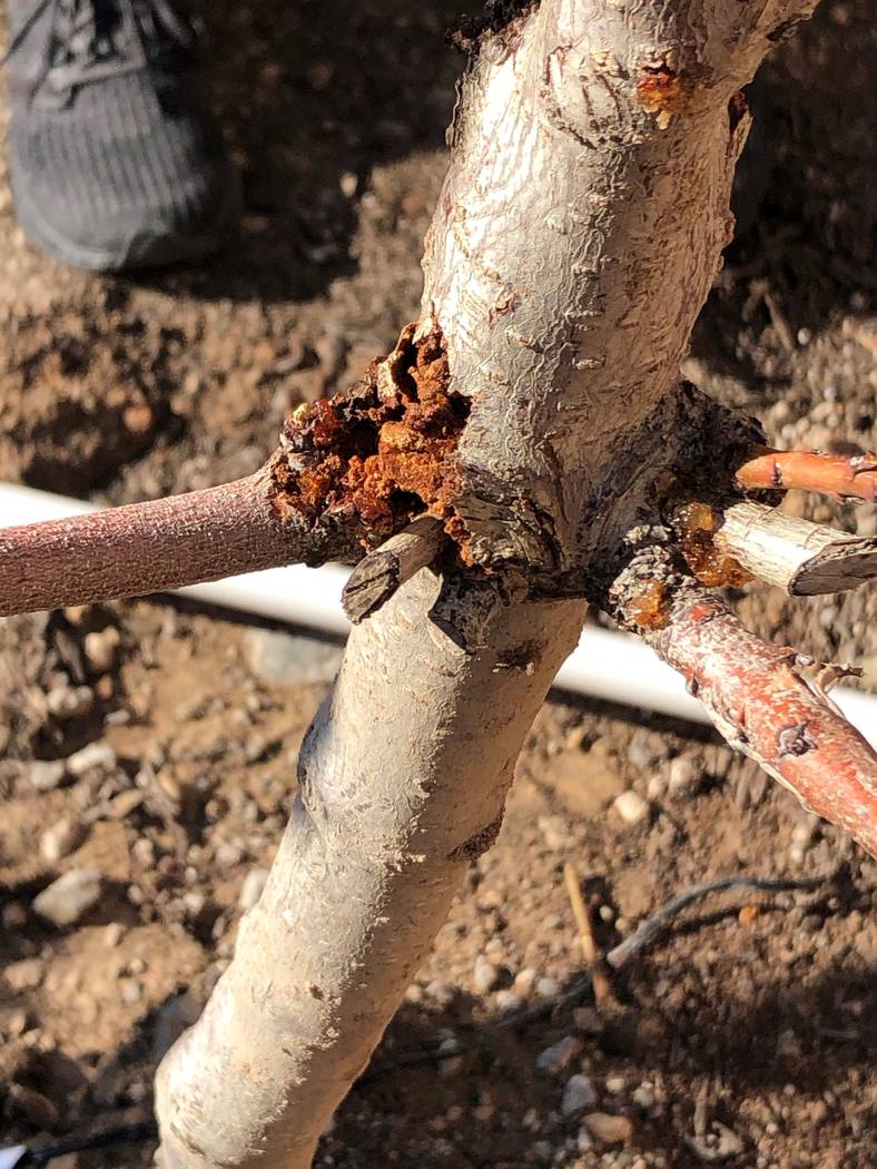 This peach tree shows borer damage. (Bob Morris)