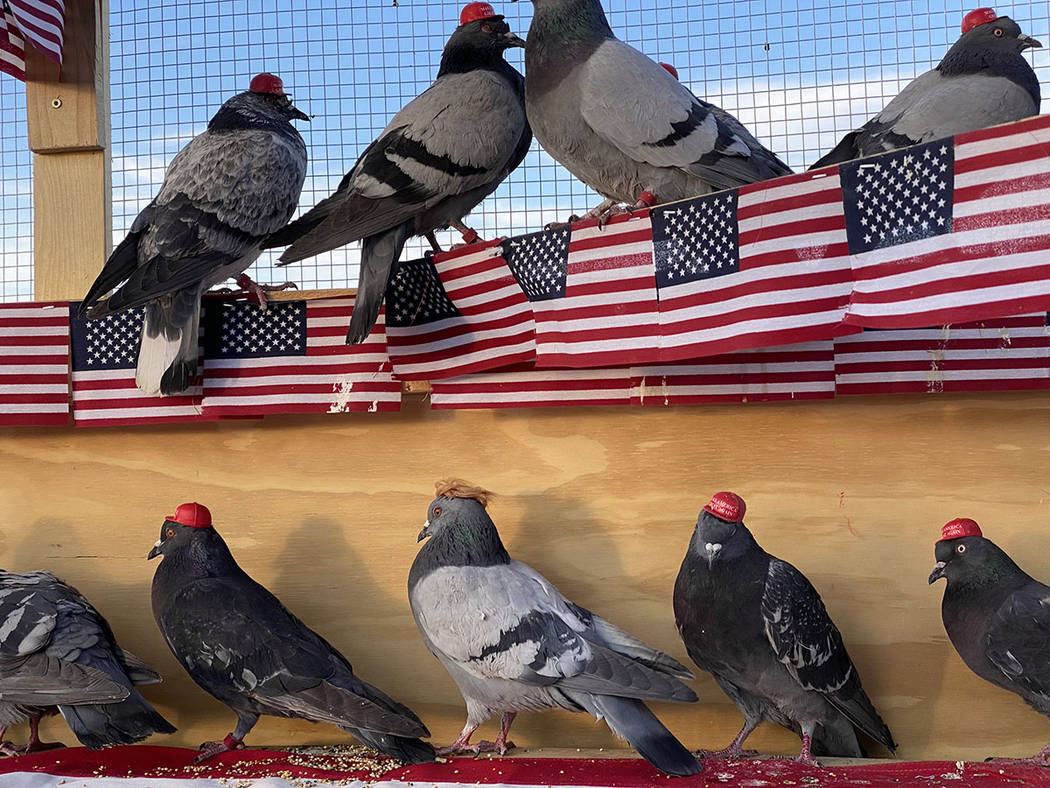 An anonymous group going by the acronym P.U.T.I.N. released birds fitted with Make America Grea ...