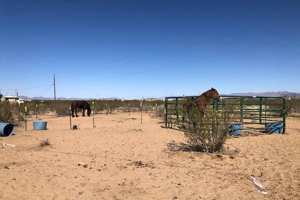 Horses suffering from malnutrition are seized by deputies Wednesday, Feb. 19, 2020, at a ranch ...