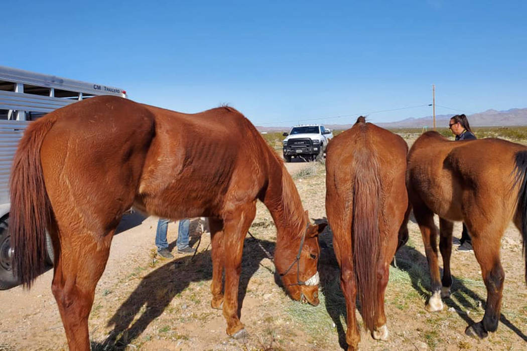 Horses suffering from malnutrition are seized by deputies Wednesday, Feb. 19, 2020, at a ranch ...