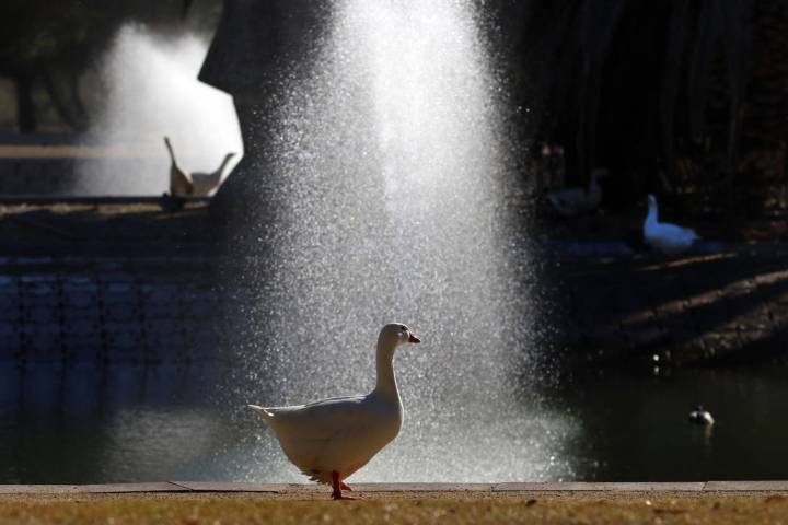 A goose walks along the pond at Sunset Park during a sunny morning on Wednesday, March 4, 2020, ...