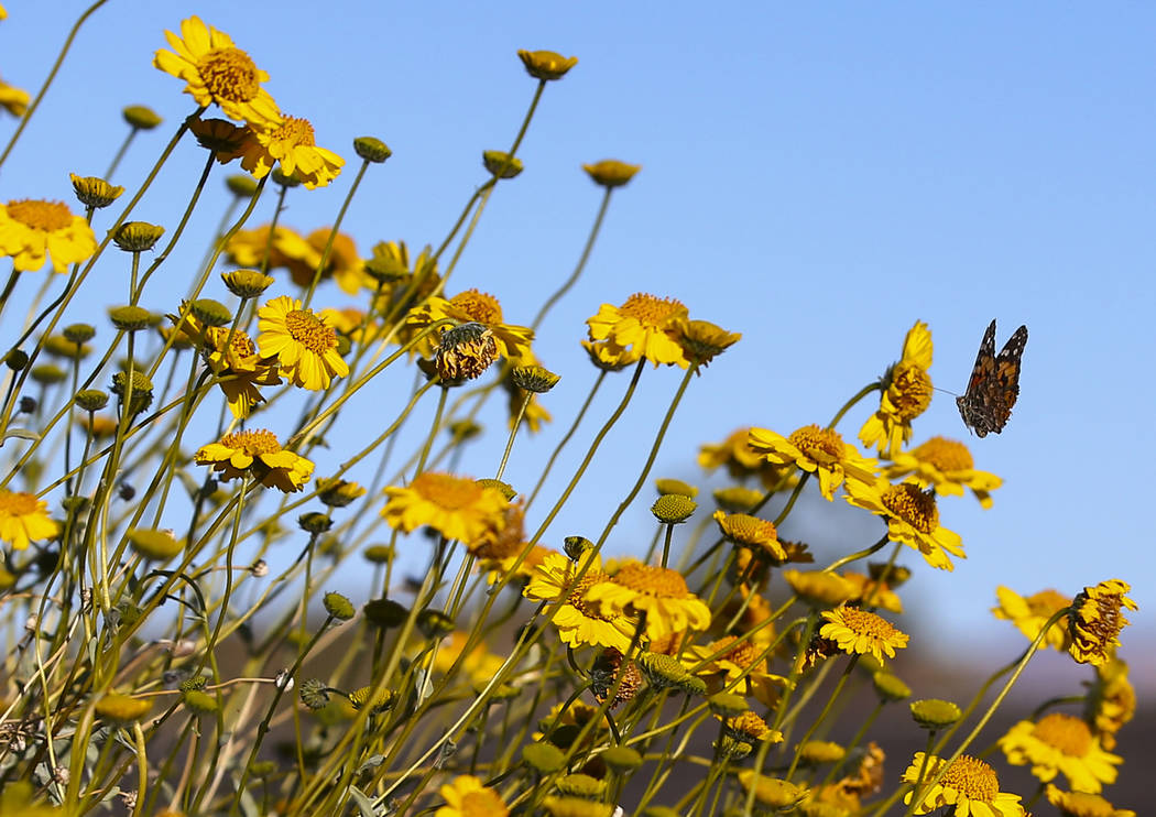 A butterfly flies around wildflowers at the 33 Hole scenic overlook at Lake Mead National Recre ...