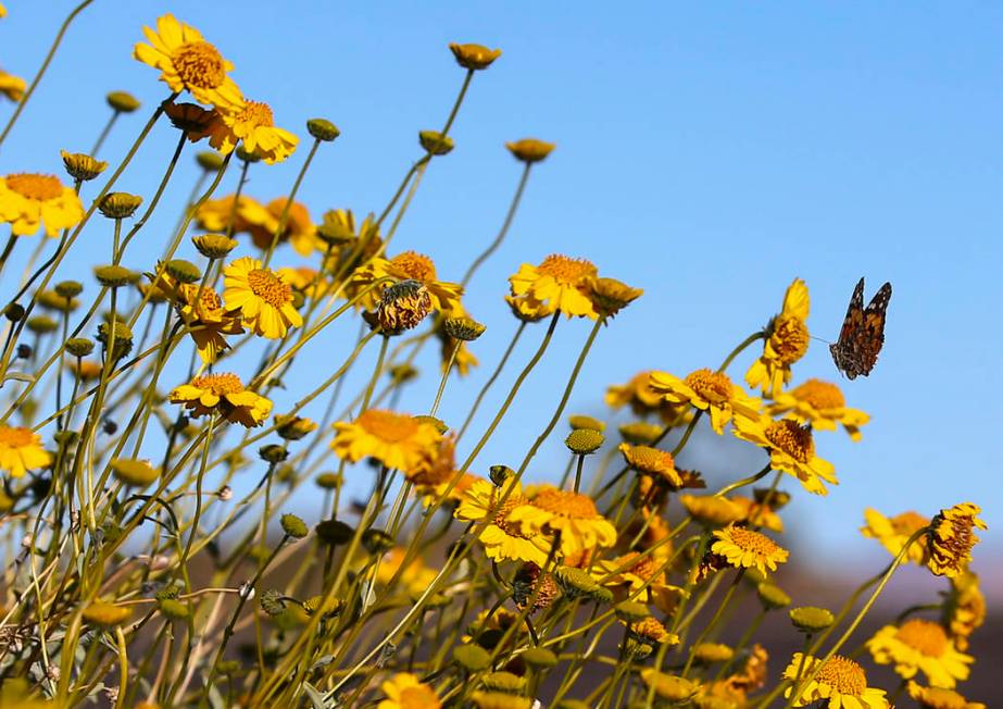 A butterfly flies around wildflowers at the 33 Hole scenic overlook at Lake Mead National Recre ...