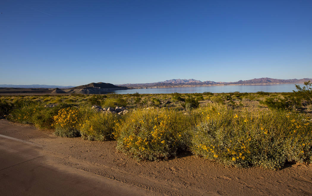 A view of wildflowers near Boulder Beach at Lake Mead National Recreation Area on Wednesday, Ma ...