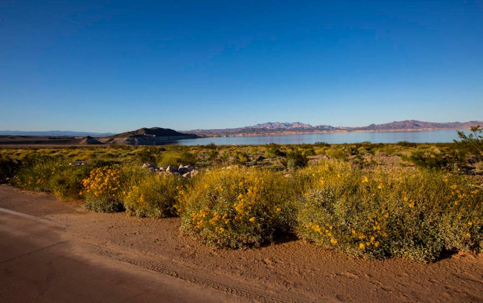 A view of wildflowers near Boulder Beach at Lake Mead National Recreation Area on Wednesday, Ma ...