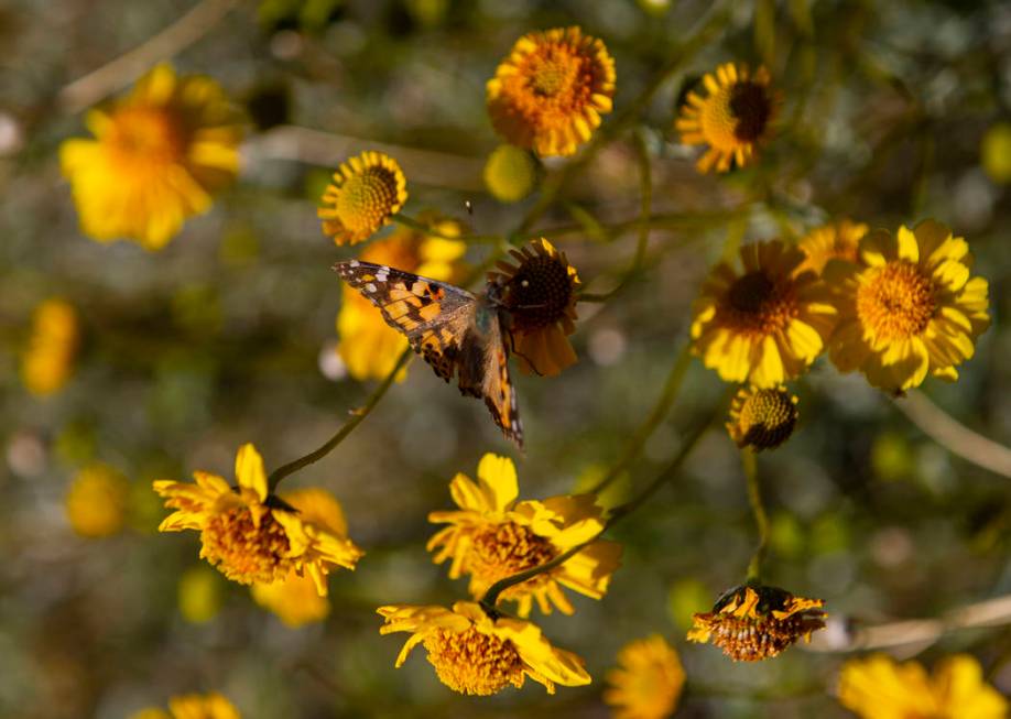 A butterfly lands on a wildflower around the 33 Hole scenic overlook at Lake Mead National Recr ...