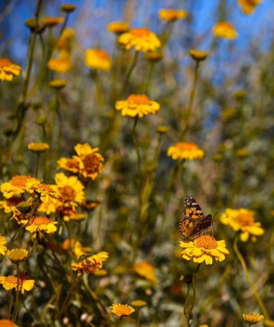 A butterfly lands on a wildflower around the 33 Hole scenic overlook at Lake Mead National Recr ...