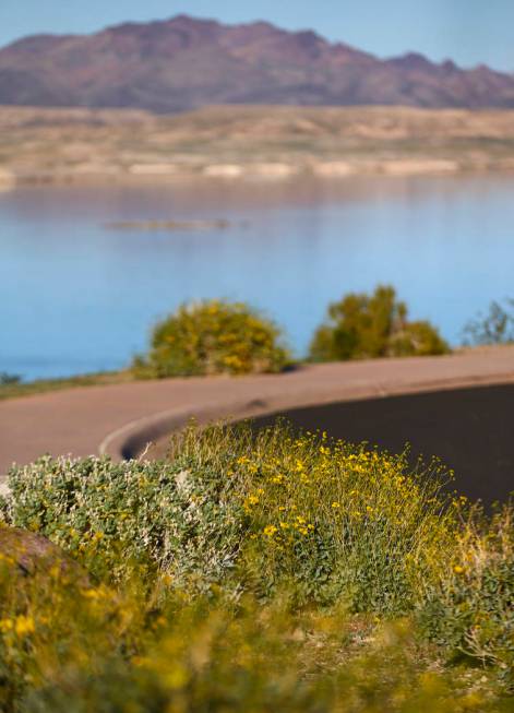 A view of wildflowers at the Sunset View scenic overlook at Lake Mead National Recreation Area ...