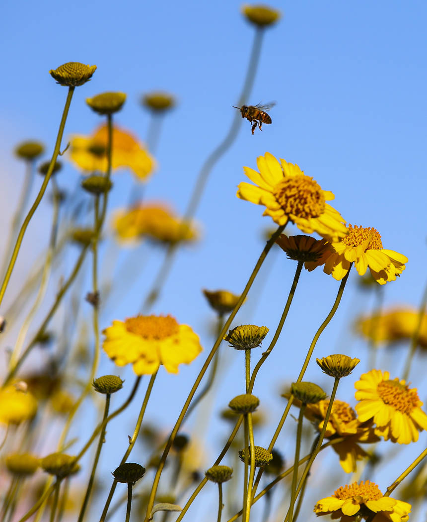 A bee flies around wildflowers at the 33 Hole scenic overlook at Lake Mead National Recreation ...