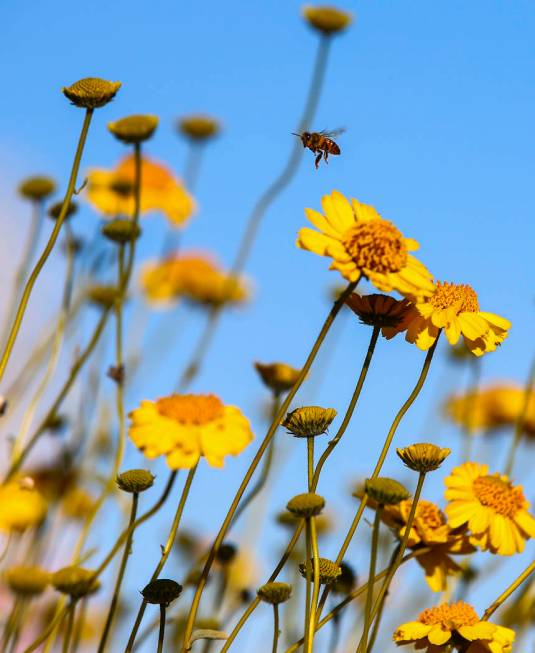 A bee flies around wildflowers at the 33 Hole scenic overlook at Lake Mead National Recreation ...