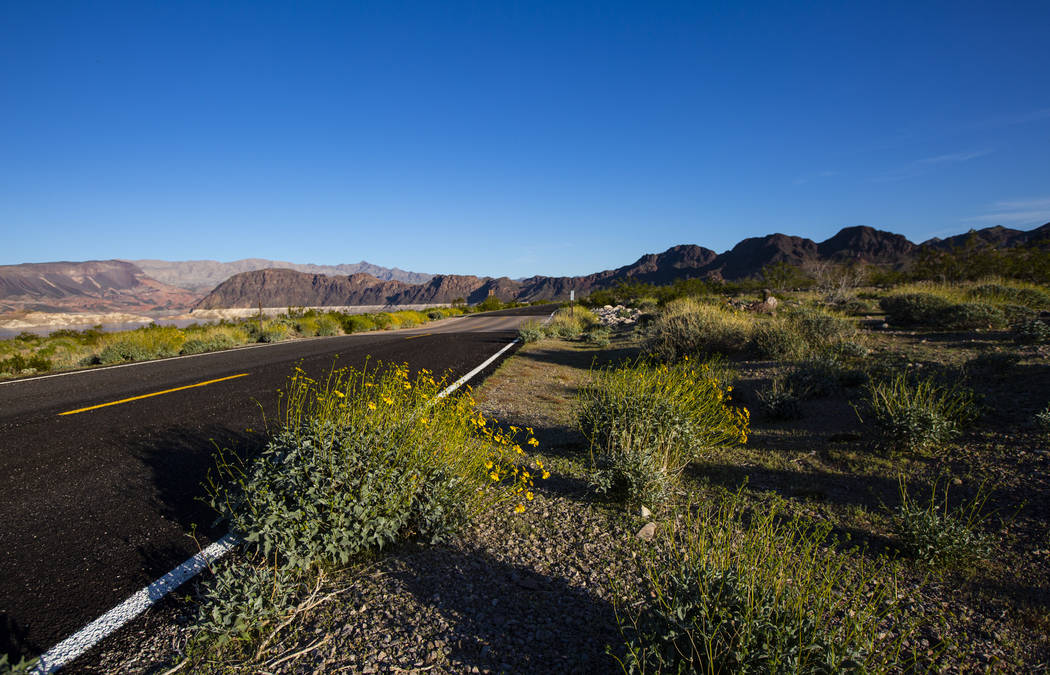 A view of wildflowers near Boulder Beach at Lake Mead National Recreation Area on Wednesday, Ma ...