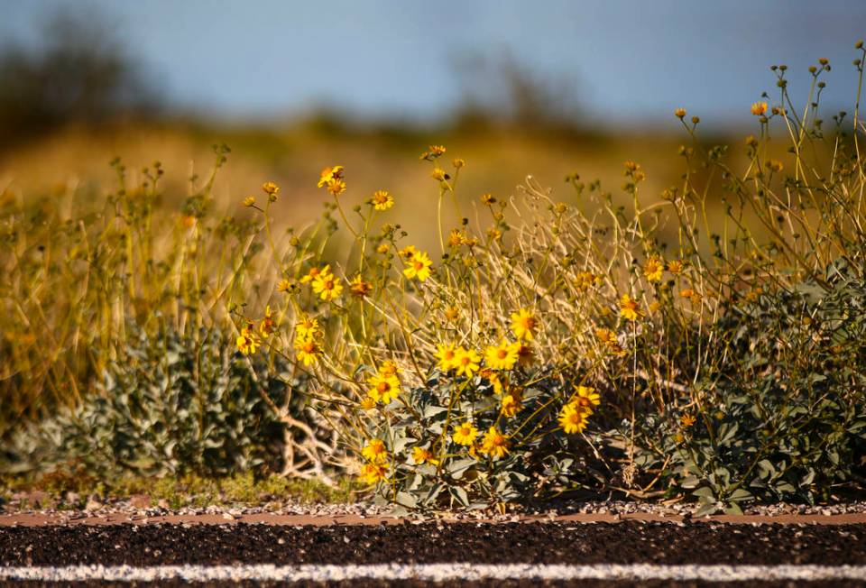 A view of wildflowers near Boulder Beach at Lake Mead National Recreation Area on Wednesday, Ma ...