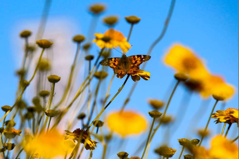 A butterfly lands on a wildflower around the 33 Hole scenic overlook at Lake Mead National Recr ...