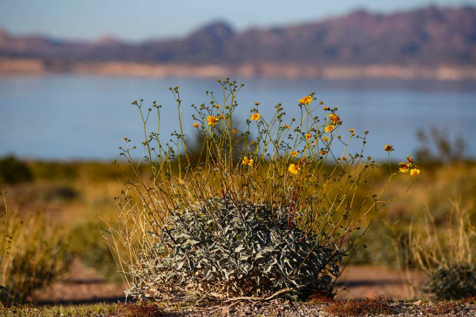 A view of wildflowers near Boulder Beach at Lake Mead National Recreation Area on Wednesday, Ma ...