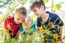 Students at Doral Academy in Summerlin learn in one of many school gardens funded by The Howard ...