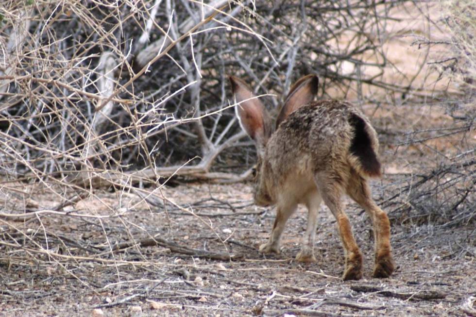 A black-tailed jackrabbit hops into the underbrush Wednesday at Dunes Discovery Area of Sunset ...