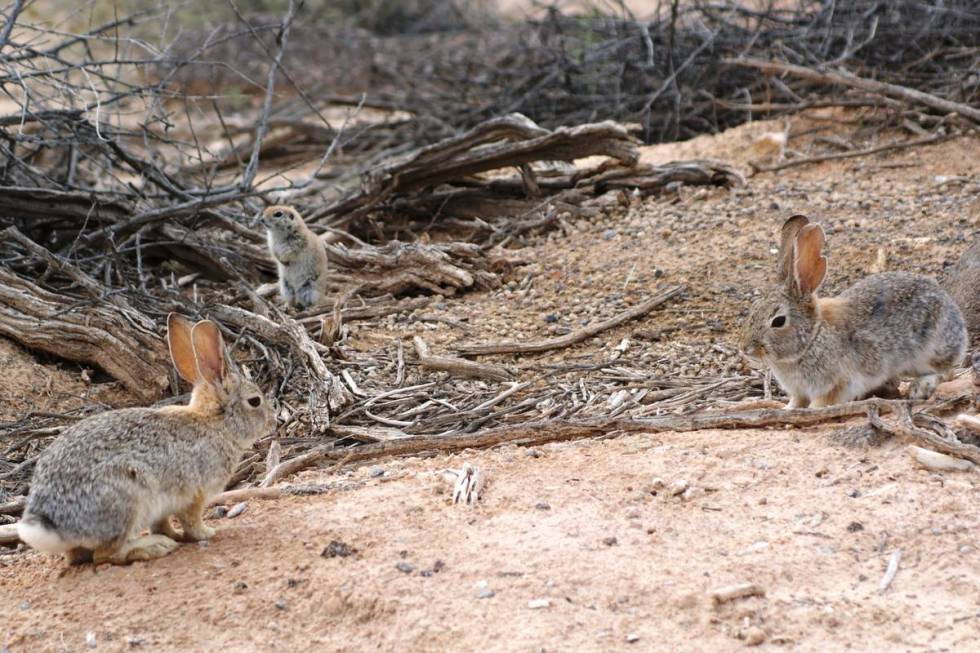 A pair of desert cottontails and a ground squirrel share space Wednesday at Dunes Discovery Are ...