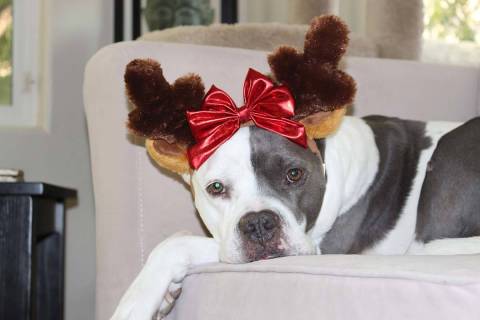 Patches found a home as part of The Animal Foundation's holiday foster program. (Stacey Smith)