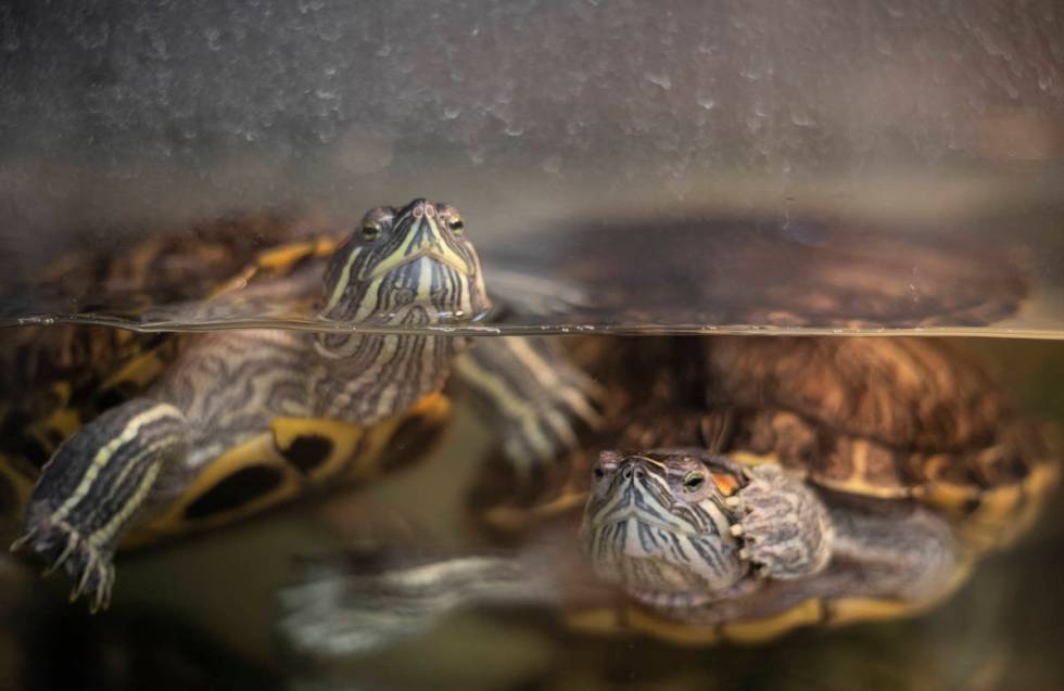 Green turtles Artis and Freya are available for foster or adoption at The Animal Foundation on ...