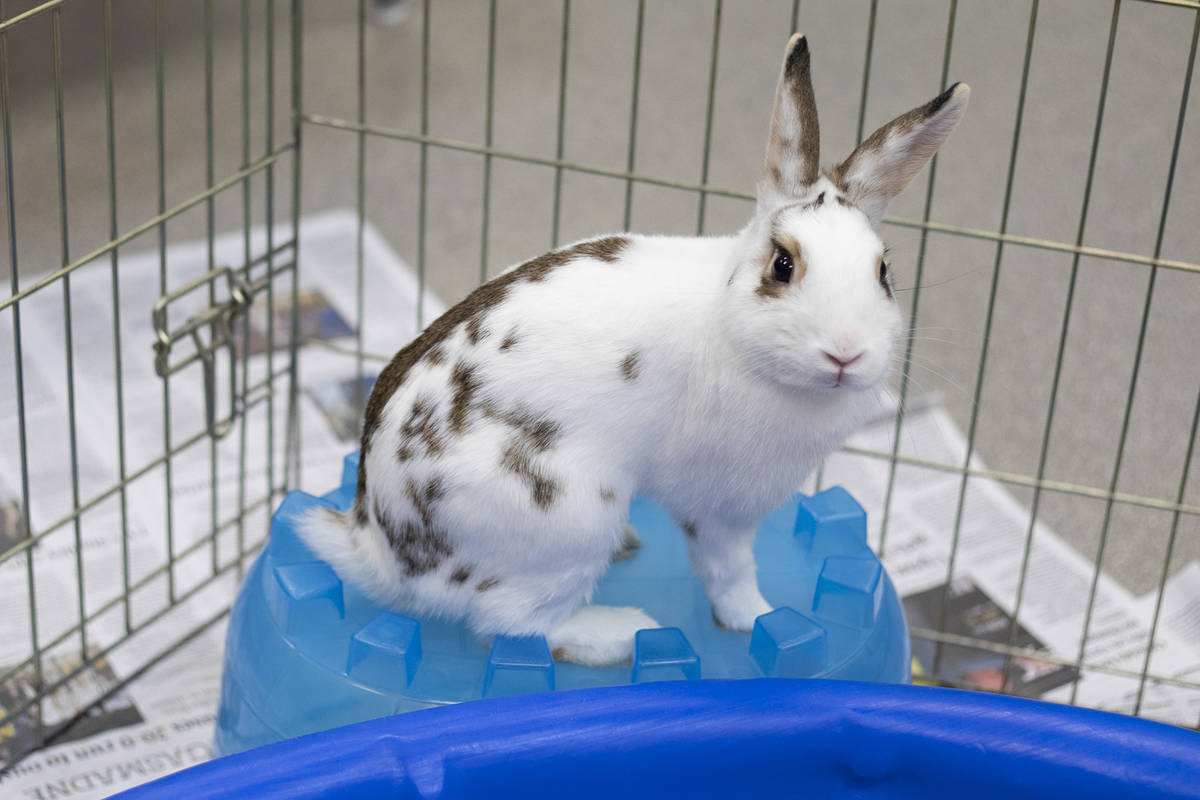 Rabbit Tiny is available for foster or adoption at The Animal Foundation on Thursday, March 19, ...